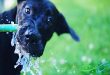آب برای سگ و 6 مورد مرگبار یا خطرساز آن برای حیوان
