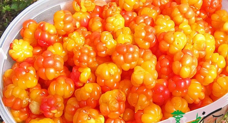 تمشک شمالی