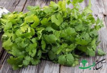 روغن گشنیز