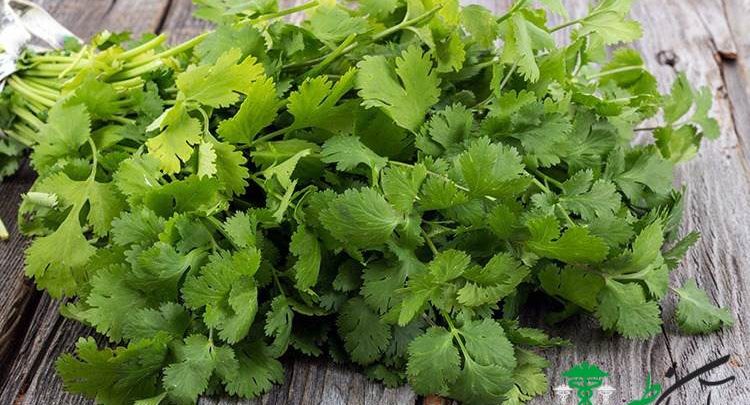 روغن گشنیز
