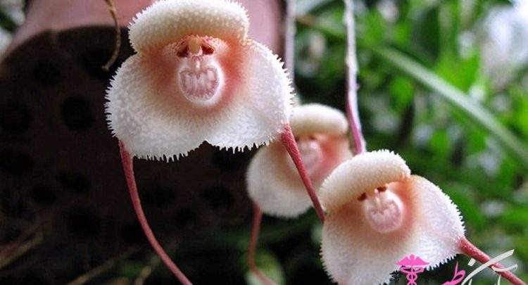 گل میمون