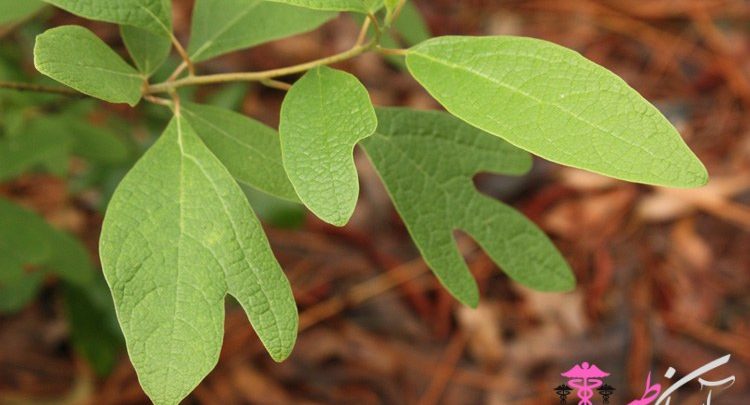 روغن ساسافراس