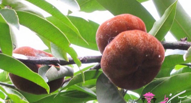 سیب مخملی